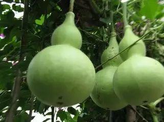 哪种葫芦瓜可吃,揭秘可食用葫芦瓜的种植与食用方法