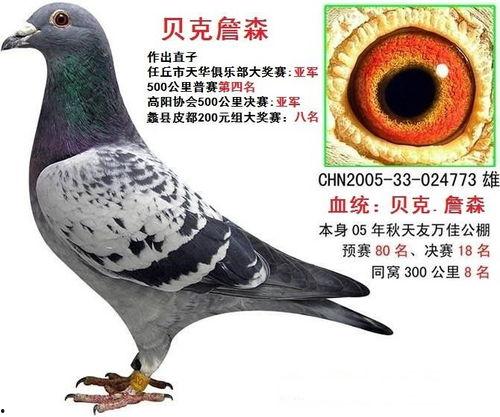 头条金鸽子,揭秘网络红人的崛起之路