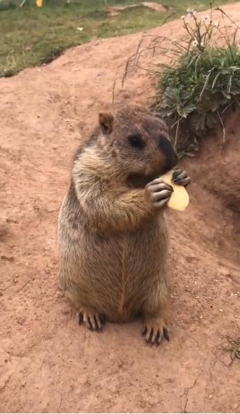 树枝下吃瓜的土拨鼠,土拨鼠的悠闲夏日时光