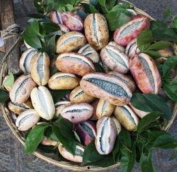 吃8月瓜的视频,揭秘吃8月瓜的甜蜜诱惑