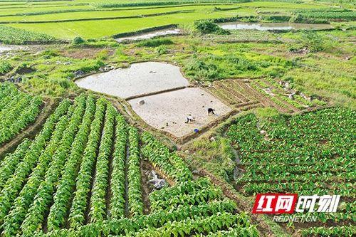 节气红网芸芒种,芸香飘溢，农耕繁忙