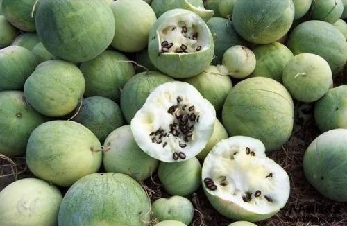 彩瓜哪里有吃,各地特色彩瓜美食大盘点