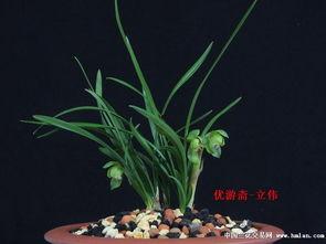 花料分类看品种图解,花料分类下的品种图解概览