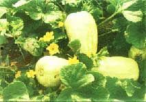 吃青州银瓜的好处,滋养身心，健康生活新选择