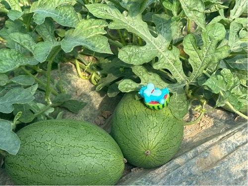 大网黄吃瓜,揭秘网络红人的幕后故事