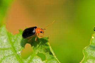 谁吃黑守瓜,探寻黑守瓜的神秘食客之谜