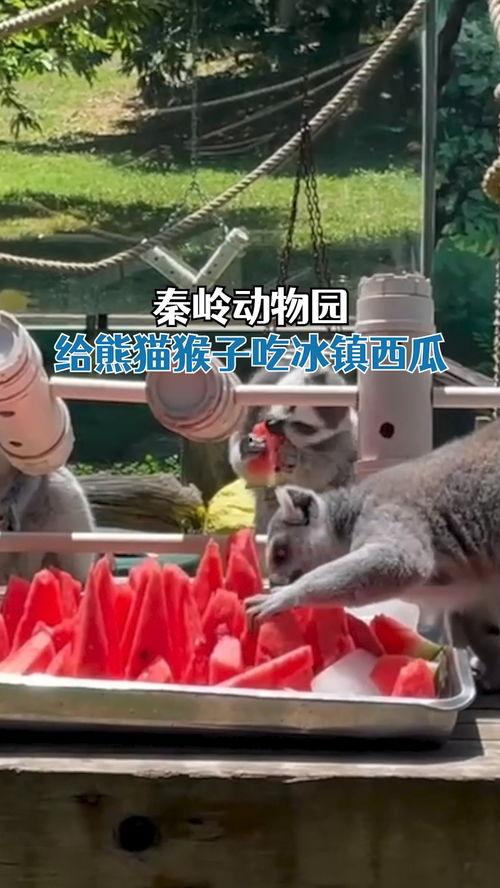 动物开启吃瓜模式,开启夏日吃瓜模式